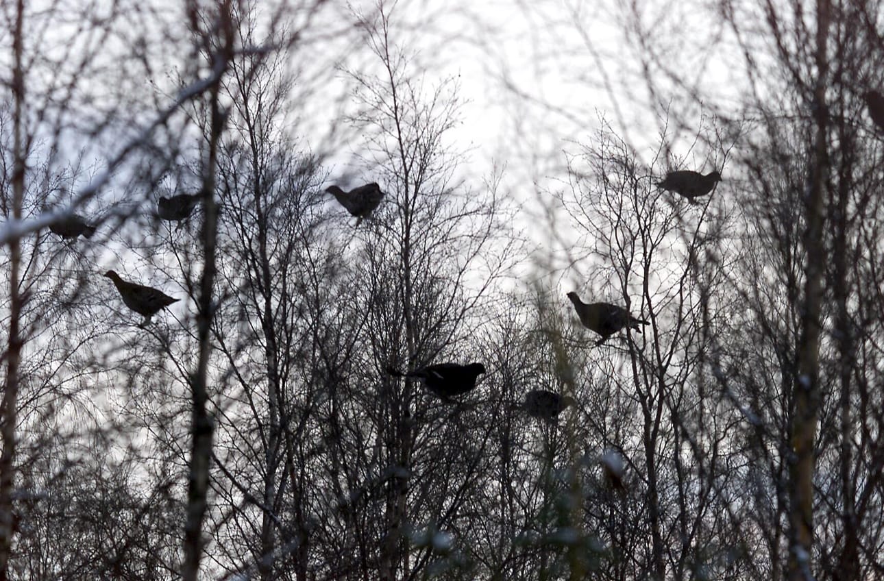 Arkistokuva teeriparvesta.