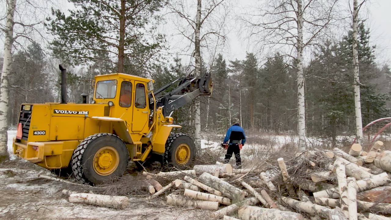 Pentti Kettukangas ja Mauri Jyrylä metsätöissä.