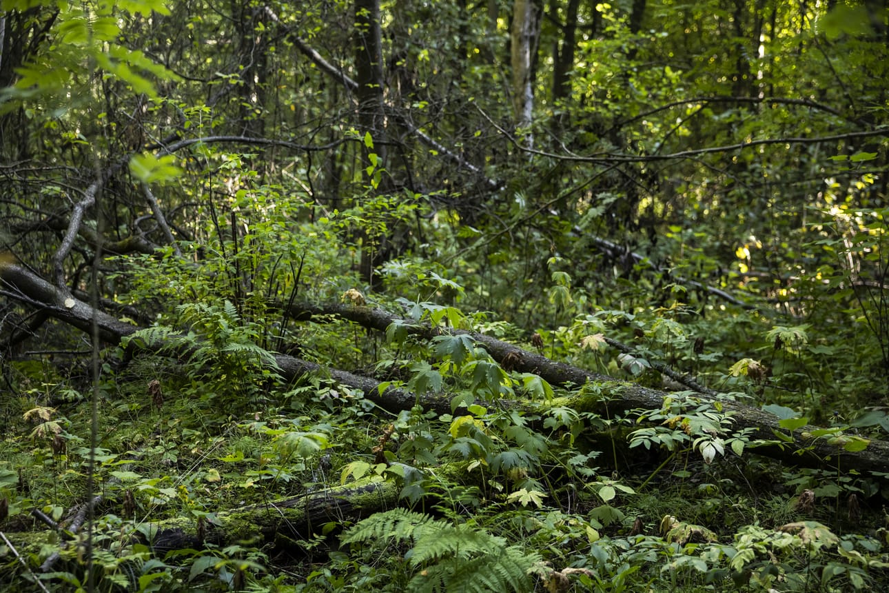 Hietasaaressa sanotaan olevan harvinaisen rikas ja monimuotoinen luonto lähellä kaupunkia, mikä olisi luonnonsuojelualueen arvoista. Sellaista ei ole kuitenkaan ainakaan näillä näkymin Hietasaaresta tulossa.