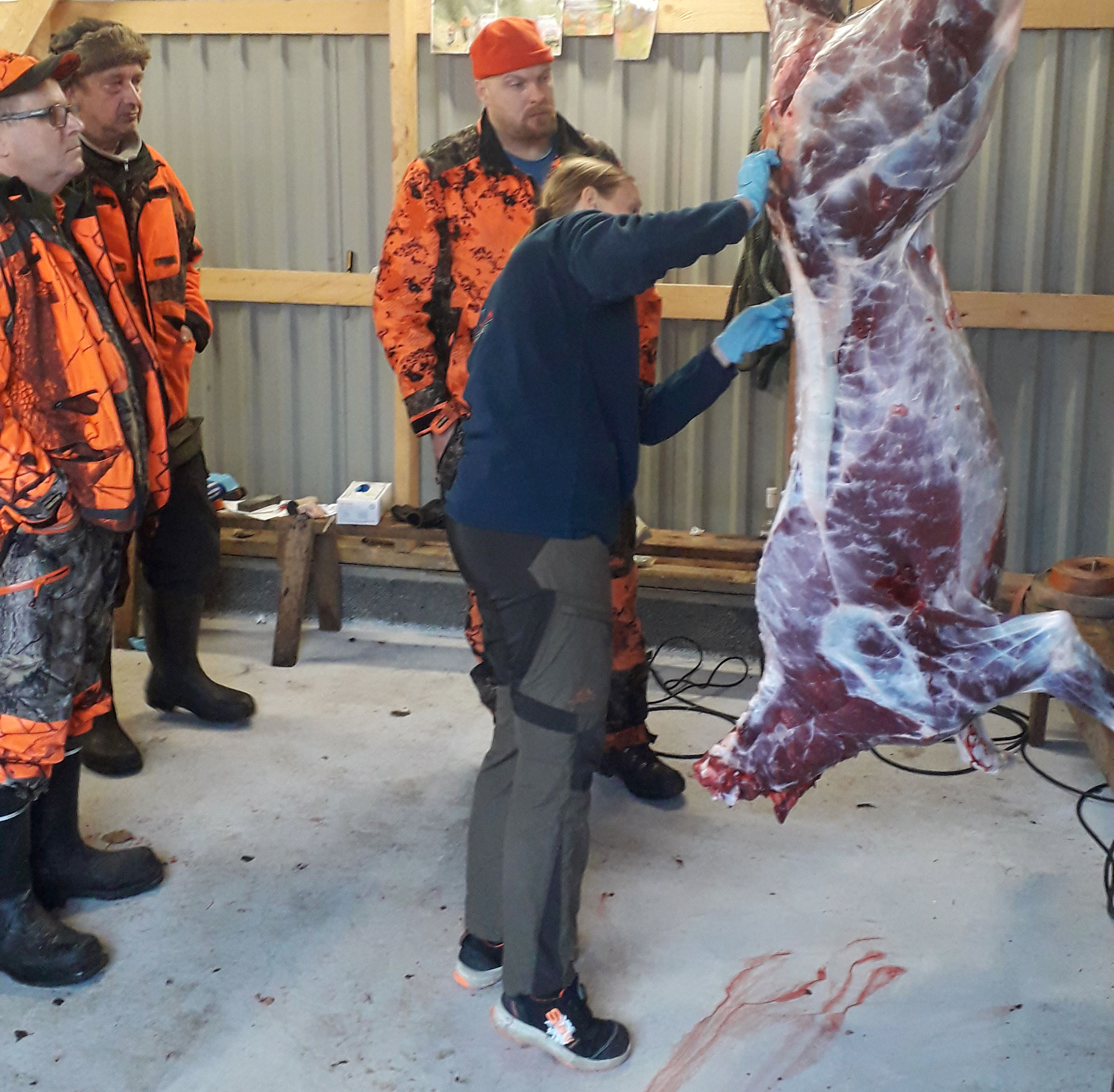 Latvakylän hirviporukan kaatamasta vasasta löytyi haulia. Ruhoa tutkimassa eläinlääkäri Eija Toivanen. Kuvassa vasemmalta Hannu Paakki, Markku Soukka ja hirviporukan johtaja Tero Saarikoski.