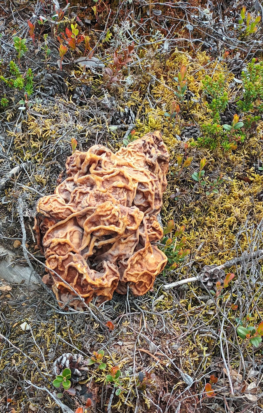 Toisin kuin ihmisillä, korvasienen rypyt siliävät iän myötä.