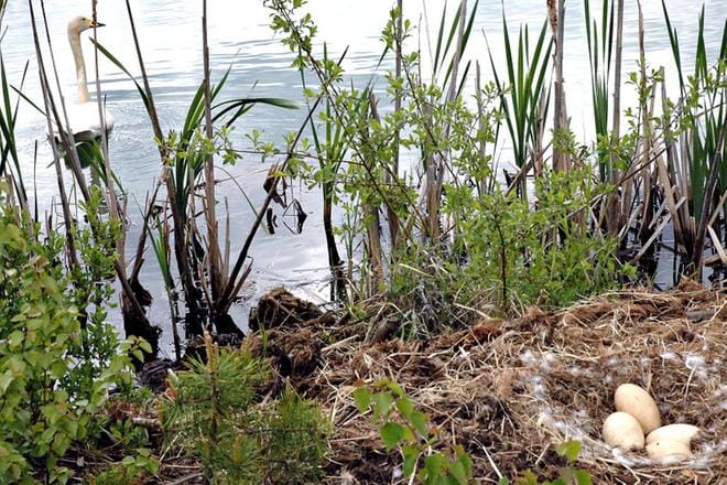 Tulevan juhannuksen sää suosii ulkoilua ja vesillä liikkumista. BirdLife muistuttaa juhannuksen viettäjiä lintujen pesimärauhan kunnioittamisesta. ARKISTOKUVA: JARNO RANTA