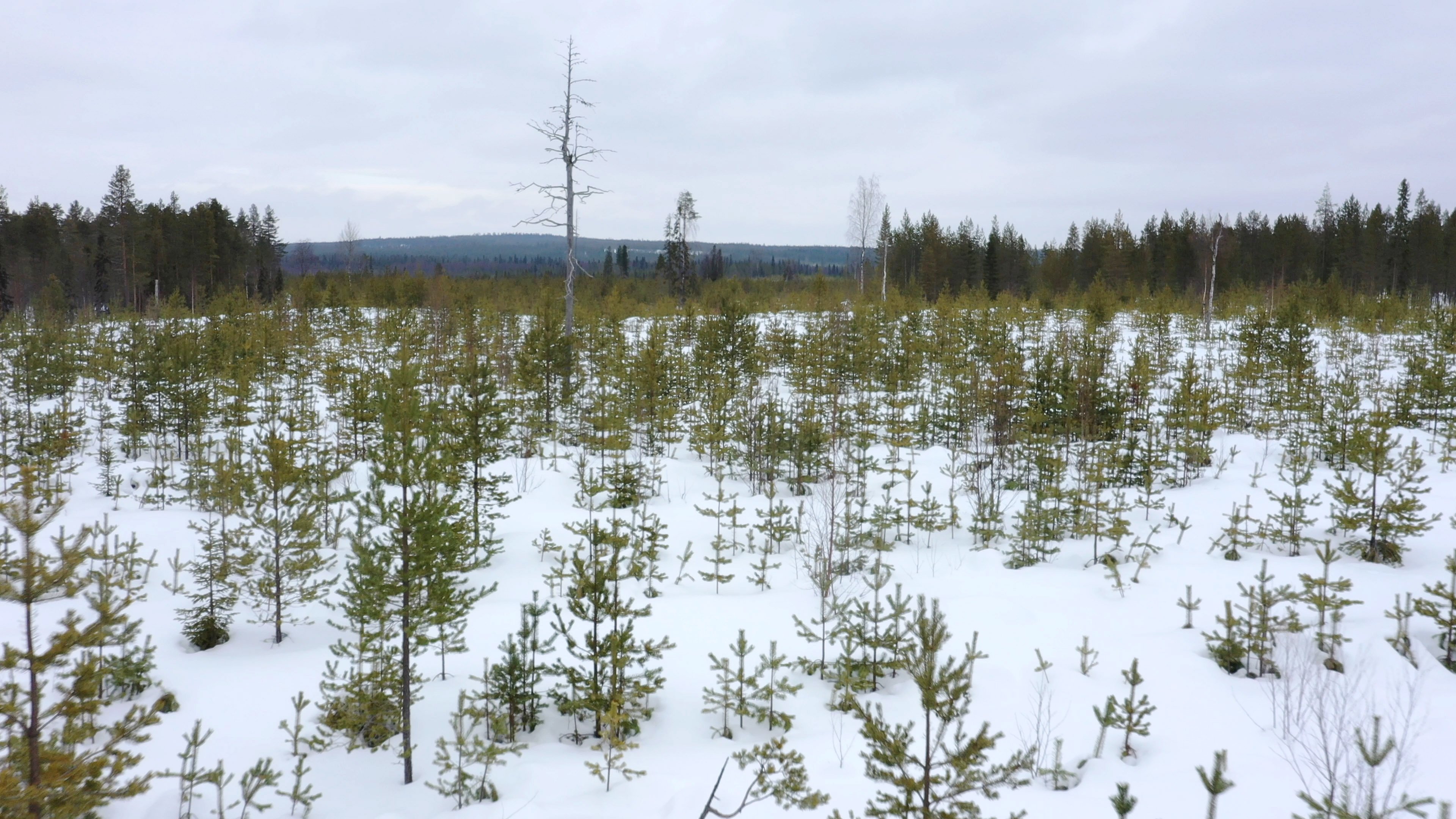 Metsä 3