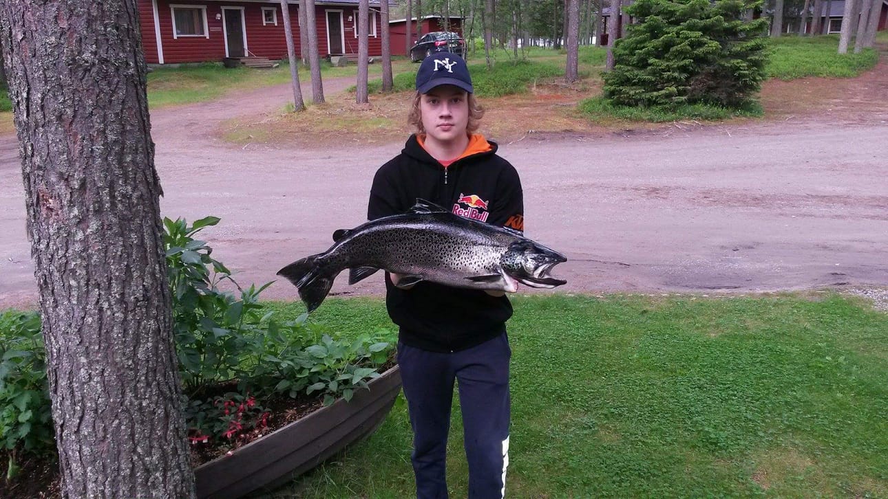 Kitkajoki palkitsi Oskari Huotarin heinäkuun lopulla lähellä puoltayötä komealla ja paksulla järvitaimenella.