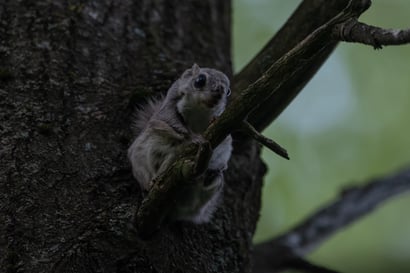 Syötteen kansallispuiston suosituin retkikohde säästyi liito-oravan ansiosta – Kiistellyn lajin suojelusta on yllättäviä hyötyjä ihmisille: Jopa talon arvo voi nousta