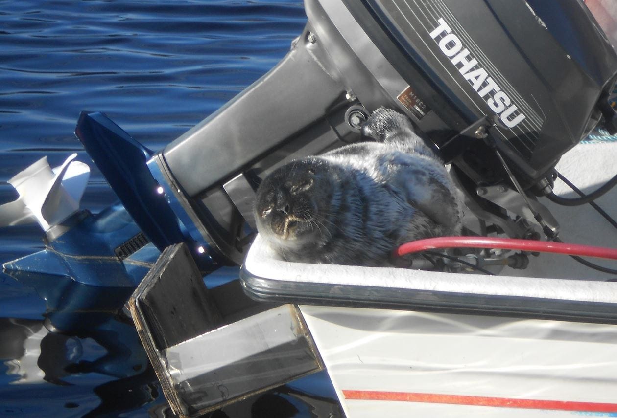 Kevätauringosta voi nautiskella vaikka veneessä hylkeen mielestä.