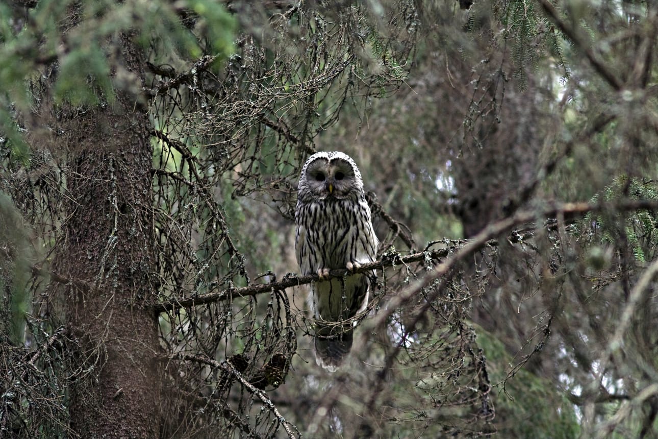 Viirupöllö on luonnonsuojelulailla rauhoitettu eläin. Kuvan viirupöllö ei liity Tyrnävän tapaukseen.