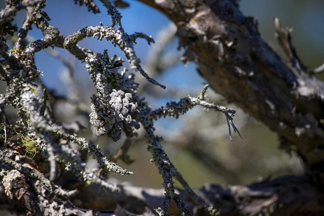Metsien monimuotoisuudesta puhutaan yhä enemmän. Metsät ovat merkinneet ja merkitsevät suomalaisille paljon muutakin kuin rahaa. Metsien merkitys hiilinieluina on korostunut.
