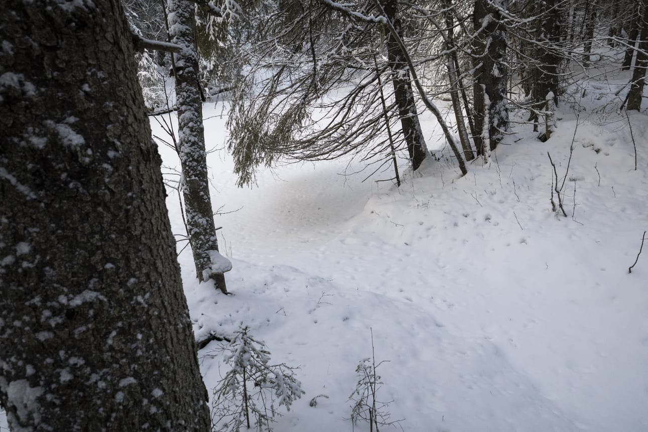Viisi suojeltavaa noroa erottuvat ympäristöstään, mutta ne ovat talvella jäässä.