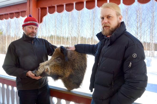 Villisika ei ole vaaraksi yleensä ihmisille, paitsi haavoittuneena, jolloin se voi käydä ihmisen kimppuun, kertovat Jukka Mäki ja Markus Nieminen. Virtaintiellä Aulavan kohdalla auton alle jäänyt sika kuoli välittömästi. Sen täytetty pää komistaa Sulkavankylän metsästysseuran majan seinää. KUVA: MIINA HAKALA