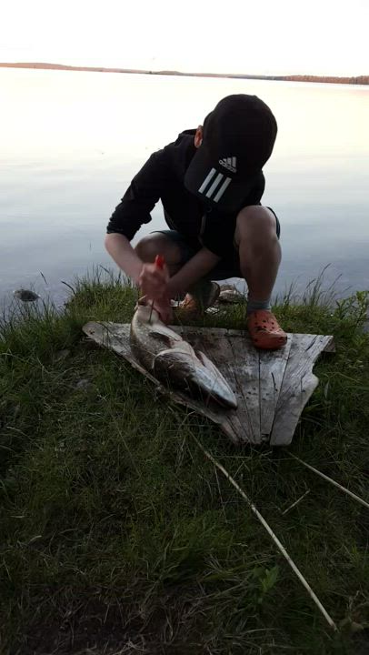 Juhannushauen perkkuussa