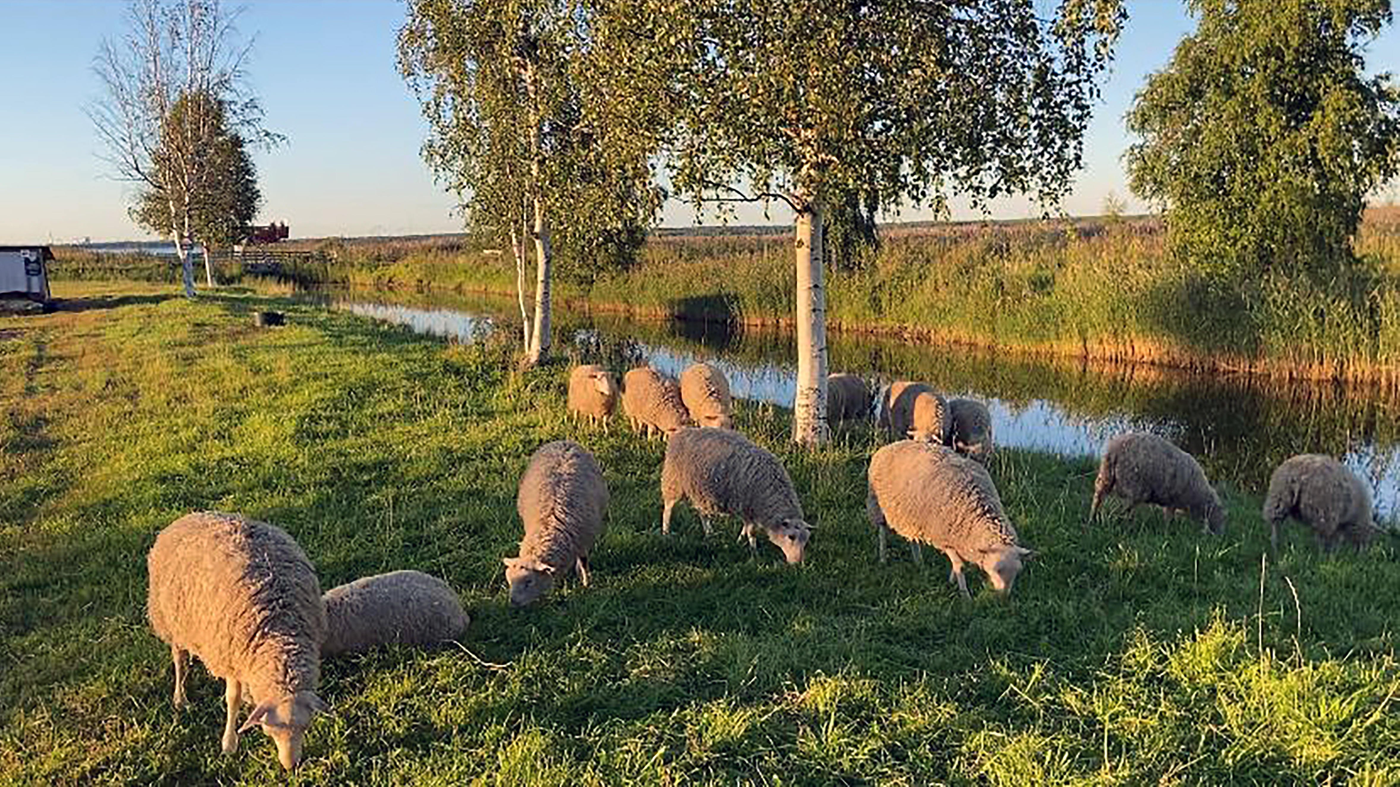Vielä voit käydä katsomassa ja hoitamassa Vihiluodon lampaita – katso video!