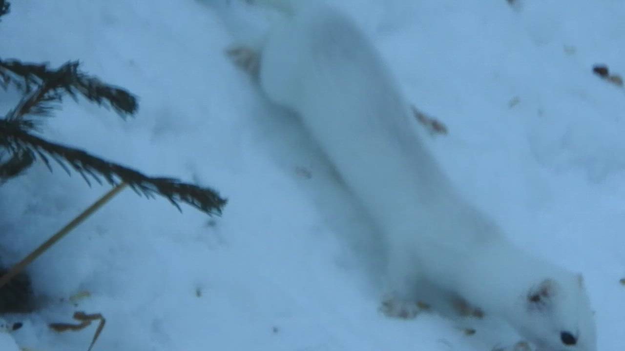 Kärppä hakemassa ruokaa omaan kätköönsä talon pihalta Torniossa