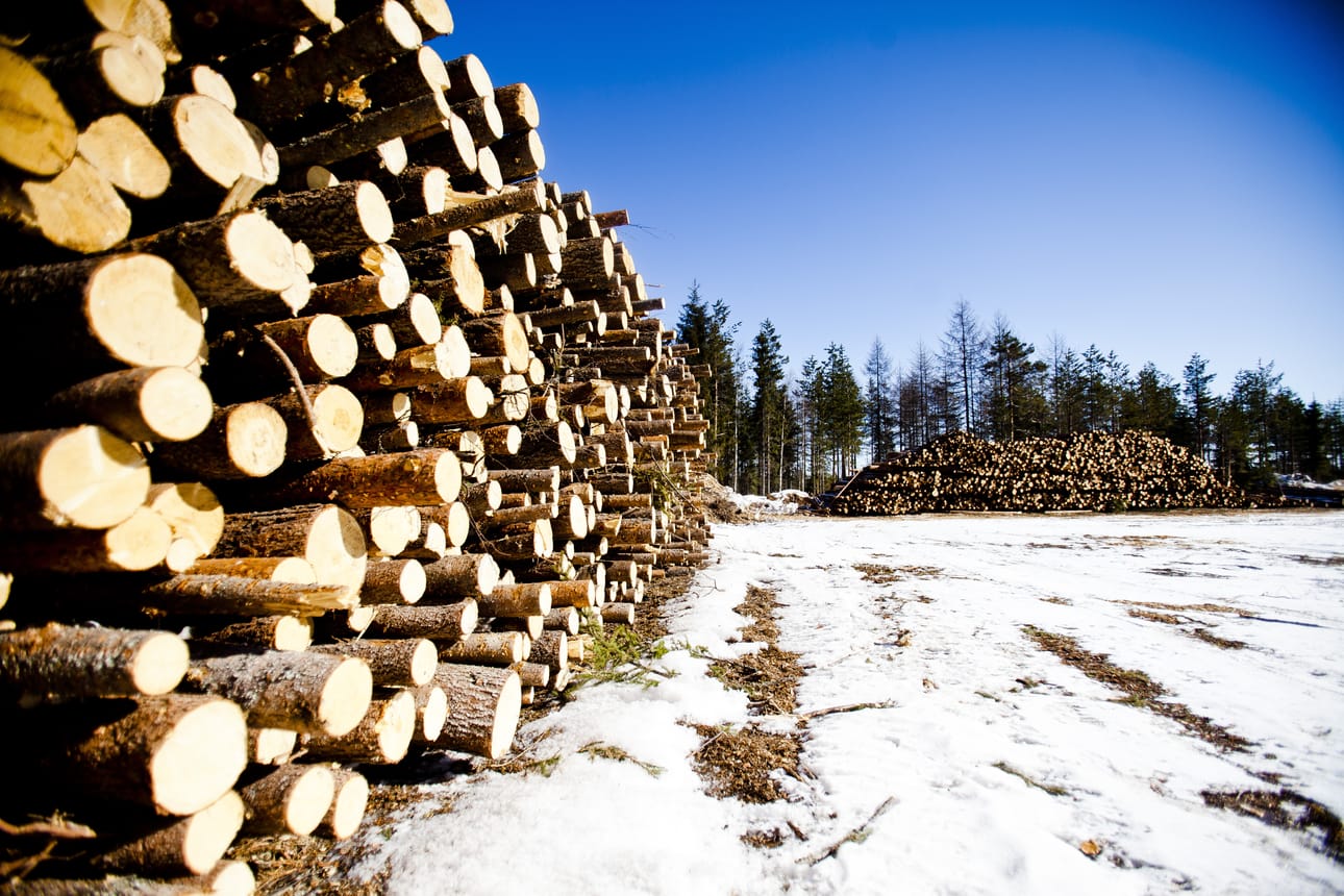 Kolmen yhtiön metsäkartelli toimi vuosina 1997-2004. Korvauksia haetaan oikeudessa yhä.