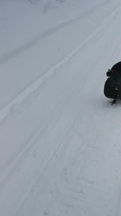 Kiukkuinen ukkometso pöllyytti moottorikelkkamiestä Vuokatissa