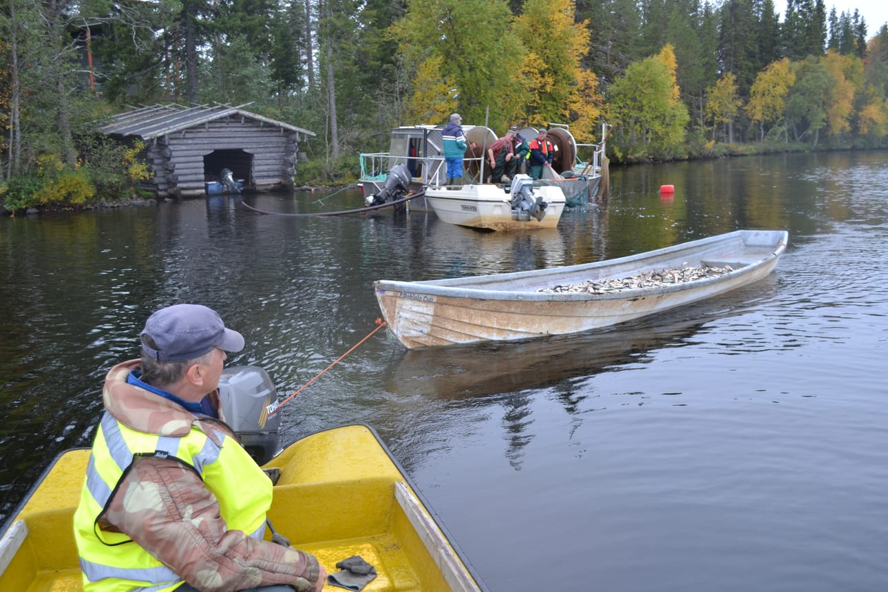 Jukka Määttä kuljetti nuotta-apajasta saatua särkilastia kohti Köysirantaa.