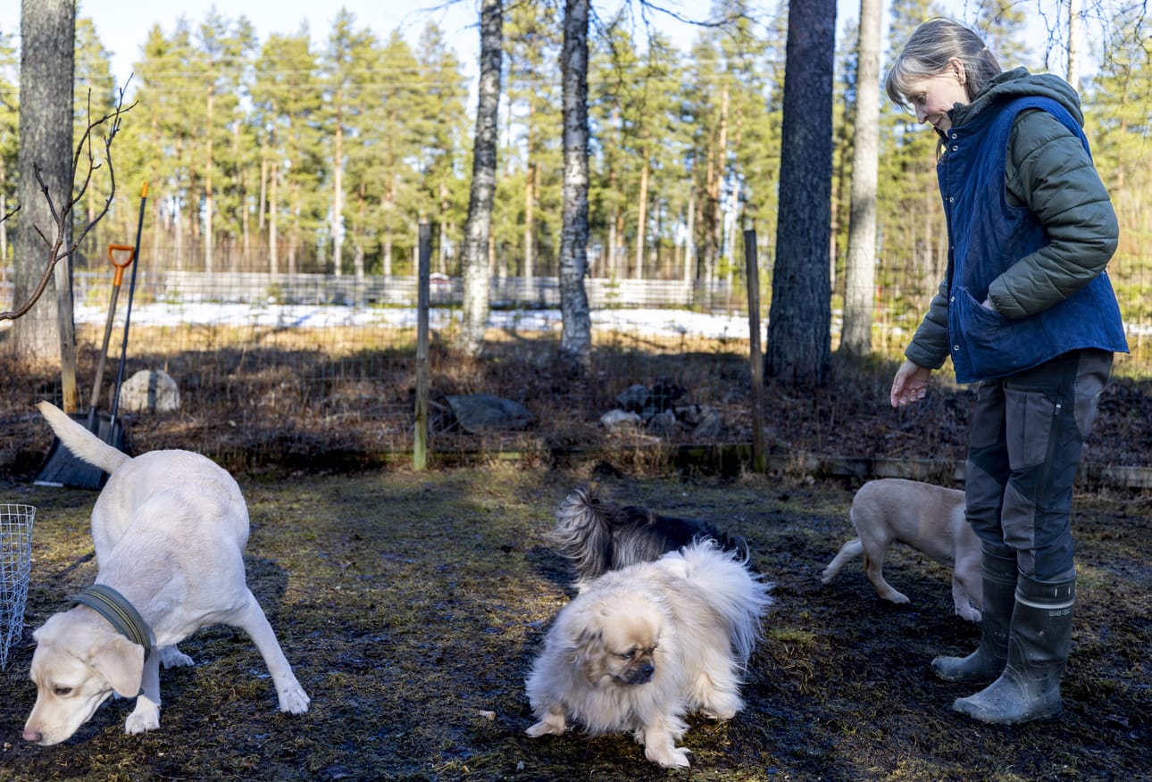 Nykytiedon mukaan raakaruoka on koiralle parempaa kuin teollinen kuivamuona. Aija Rantasuo on siirtynyt raakaruokaan mutkien kautta.