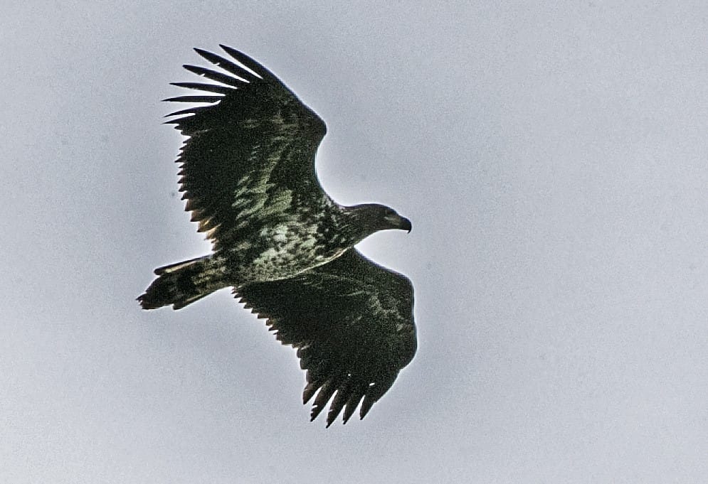 Kuvassa Tyrnävällä bongattu merikotka.