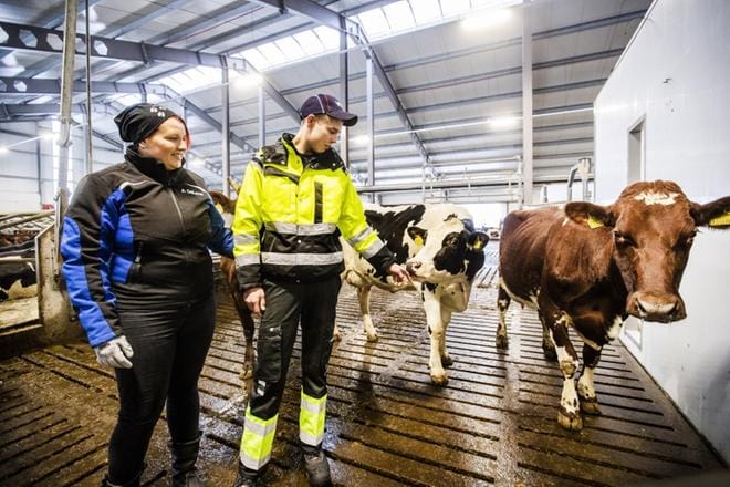 Sisarukset Anni ja Viljami Mäki-Välkkilä pyörittävät 120 lehmän maatalousyhtymää Ilmajoella. KUVAT: KRISTA LUOMA
