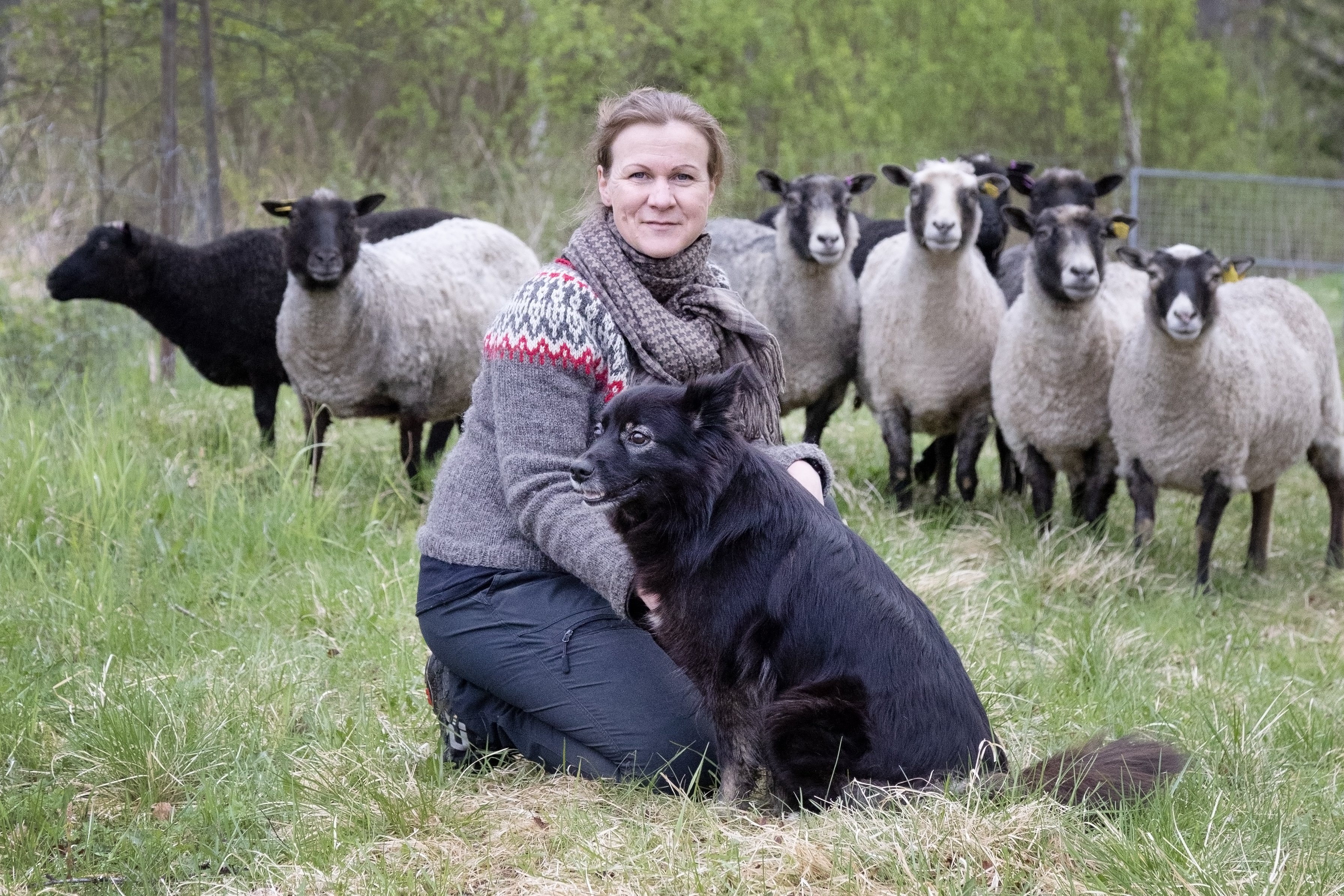 Vimpeliläisen lammastilan yrittäjä Terhi Honkonen näyttää, kuinka koiraa voi käyttää apuna lampaiden siirtämisessä