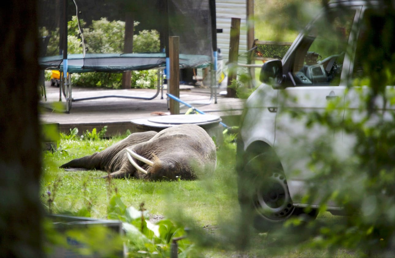 Mursu kuvattiin makoilemassa pihalla Kotkassa viime vuoden heinäkuussa. LEHTIKUVA / SASU MÄKINEN