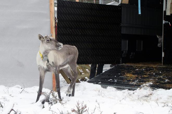 Ähtärin eläinpuistosta tuotiin marraskuussa Isojoen Lauhanvuoren totutustarhaan viisi metsäpeuravaadinta. Yksi oli jo tuotaessa tiineenä. Talven aikana muutkin ovat ilmeisesti tiinehtyneet. KUVA: MILLA NIEMI