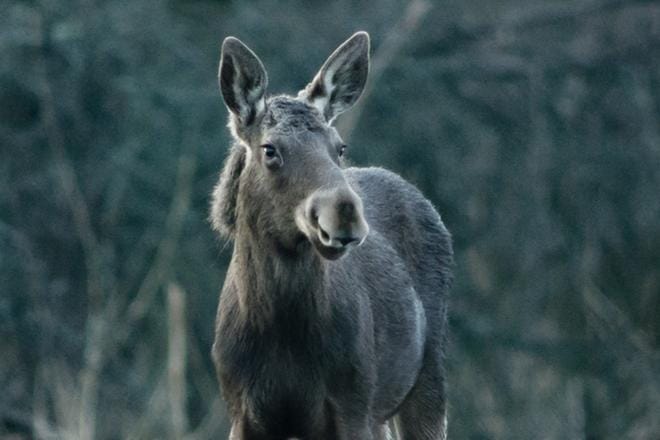 Matsalun kansallispuistossa Virossa asuu paljon hirviä, joille kosteikot ja niityt tarjoavat ihanteelliset olosuhteet. KUVA: Yle kuvapalvelu