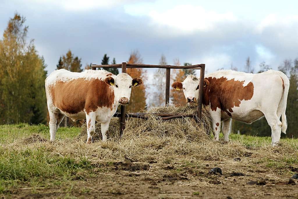 Viime vuosi oli maatiloilla monin tavoin huono. Arkistokuva.