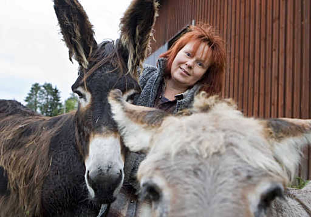 Poitou-aasi Nefele ja kesyaasi Wilma ovat viettäneet kesän Rantsilassa Mankilan koulun vieressä pellolla. Aasien omistaja Eija Lehto on joutunut vetämään aitauksen ympärille moninkertaiset langat. "Nämä eivät lankoja pelkää, vaan jos vain sopiva rako on, niin ne luikertelevat karkuun ja kipittävät kylälle", Lehto nauraa.