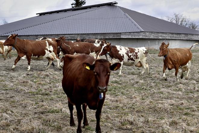 Luopajärven tilalla järjestettiin laitumellelaskun rinnalle tapahtuma, jossa vierailla oli mahdollisuus tutustua maatilan arkeen. Kuva: Heikki Hakanen