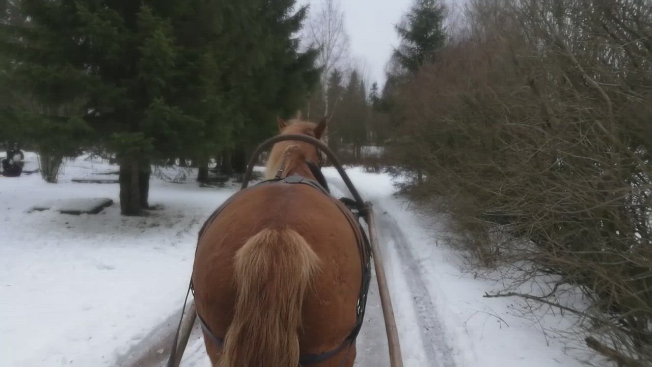 Katso video ja kuvat: Koulukkaita hymyilyttää hevoskyydissä Humalojalla