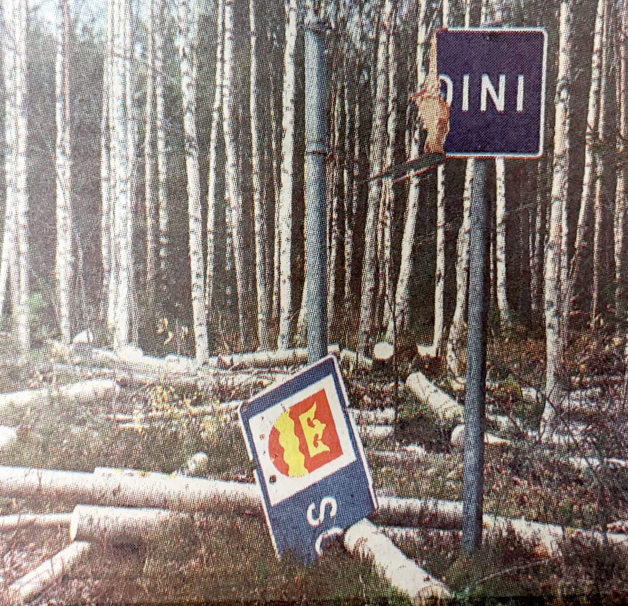 Kolunkylän majavat tuumasivat, ettei Soinin ja Ähtärin välistä rajaa enää tarvita, koskapa kaatoivat suuren haavan rajakyltin päälle.