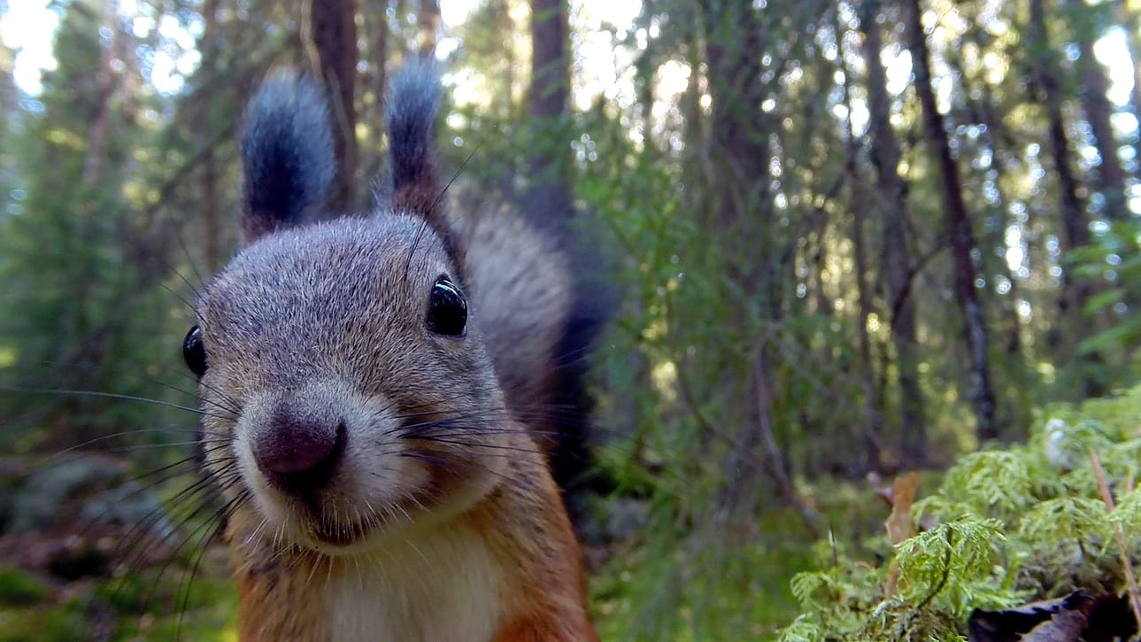 Näin läheltä päästään katsomaan oravia Pikku Kakkosen uudessa Oravametsä-ohjelmassa.