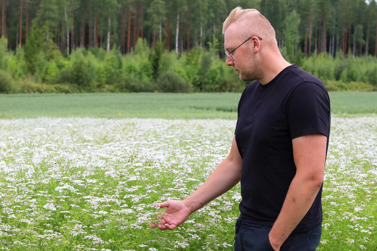 Hannu Lammi innostui korianterin viljelystä etsiessään vaihtoehtoja normaalin viljan tilalle.