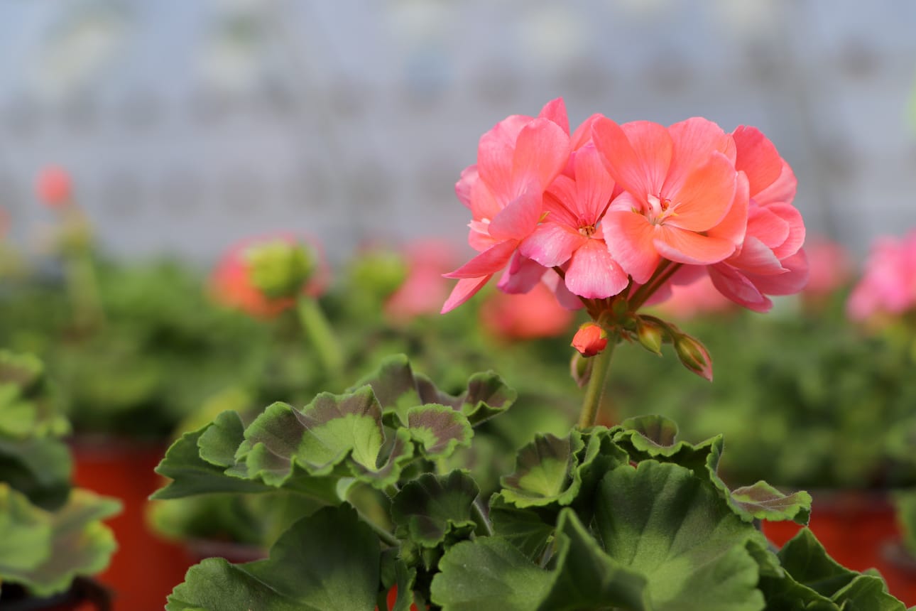Pelargonia.