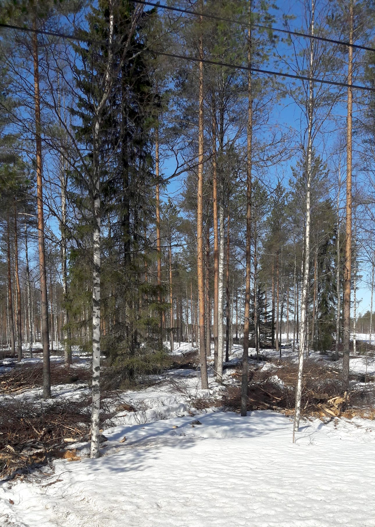 Pyhännällä on tehty kahtena talvena metsänhoitosuunnitelman mukaisia taajamahakkuita. Töitä on hidastanut sähkölinjojen läheisyys. Timo Aitto-ojan ottama kuva on kuluneelta talvelta Museon maastosta.