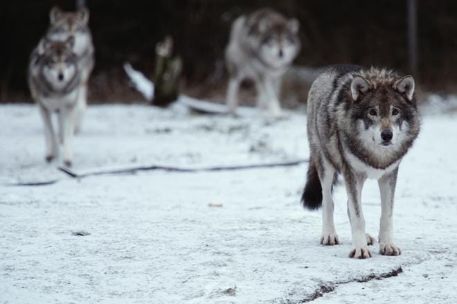 168 sudelle haettiin koko Suomessa kannanhoidollisen metsästyksen poikkeuslupaa. Arkistokuva