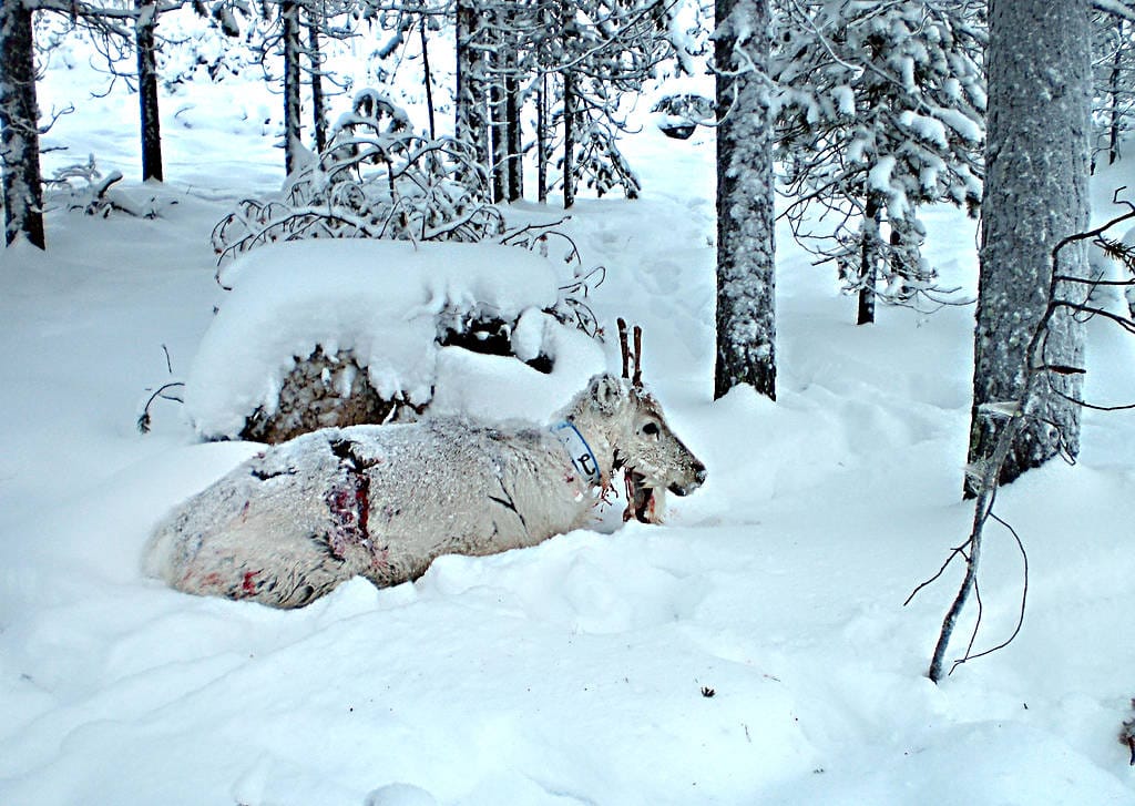 Toinen susista kaadettiin luvallisessa susijahdissa marraskuussa, mutta toinen jatkaa liikkumistaan alueella.