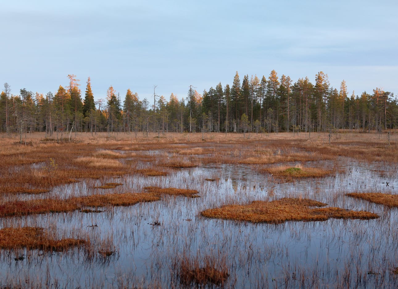 Kivisuon allikoissa viihtyvät muun muassa monet kahlaajalinnut. Kuvat: Ari-Pekka Auvinen / Luonnonperintösäätiö