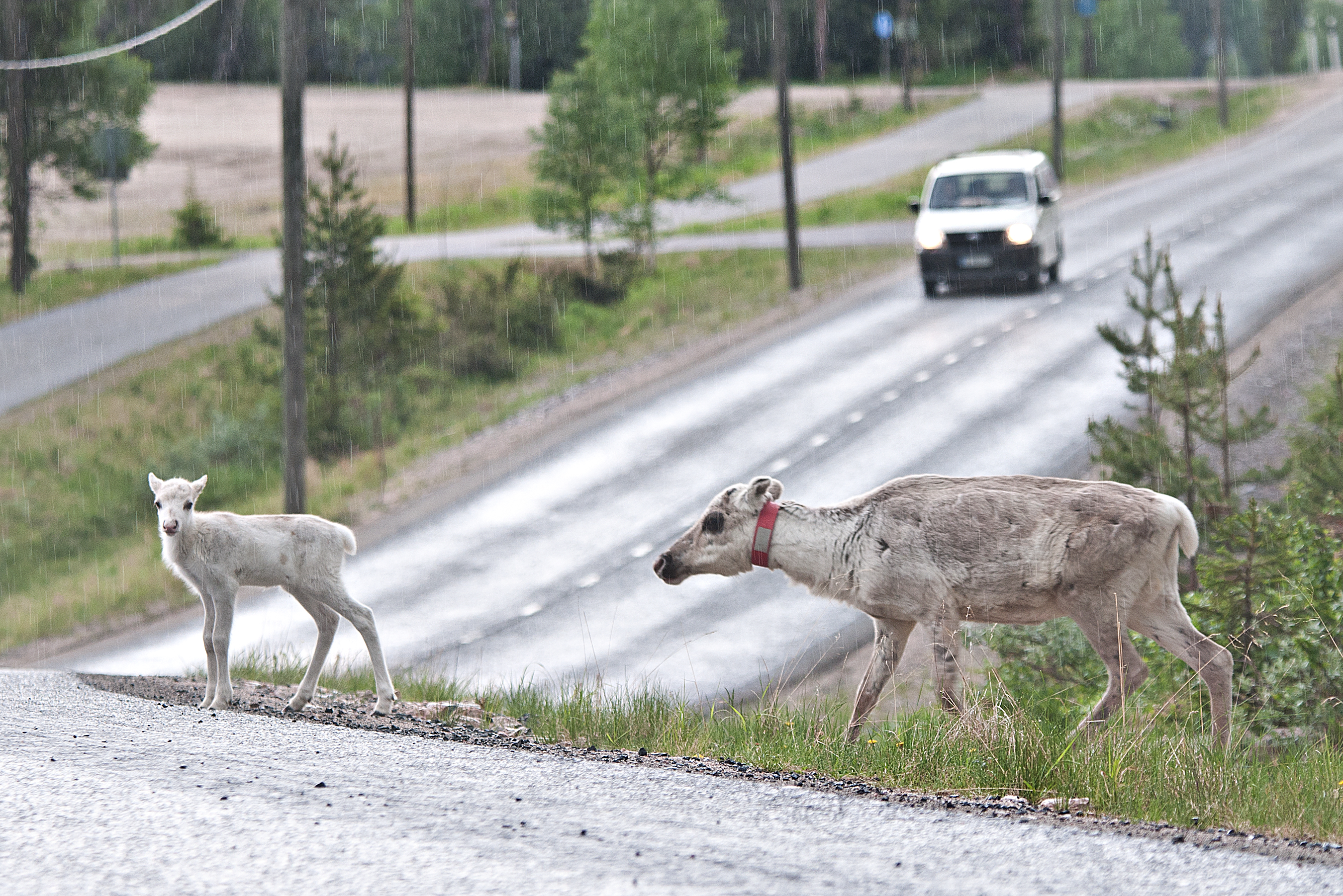 Kesämerkinnässä uusien poronvasojen korviin leikataan puukolla omistajan oma korvamerkki. Omistajan tunteminen on tärkeää esimerkiksi onnettomuustilanteessa.