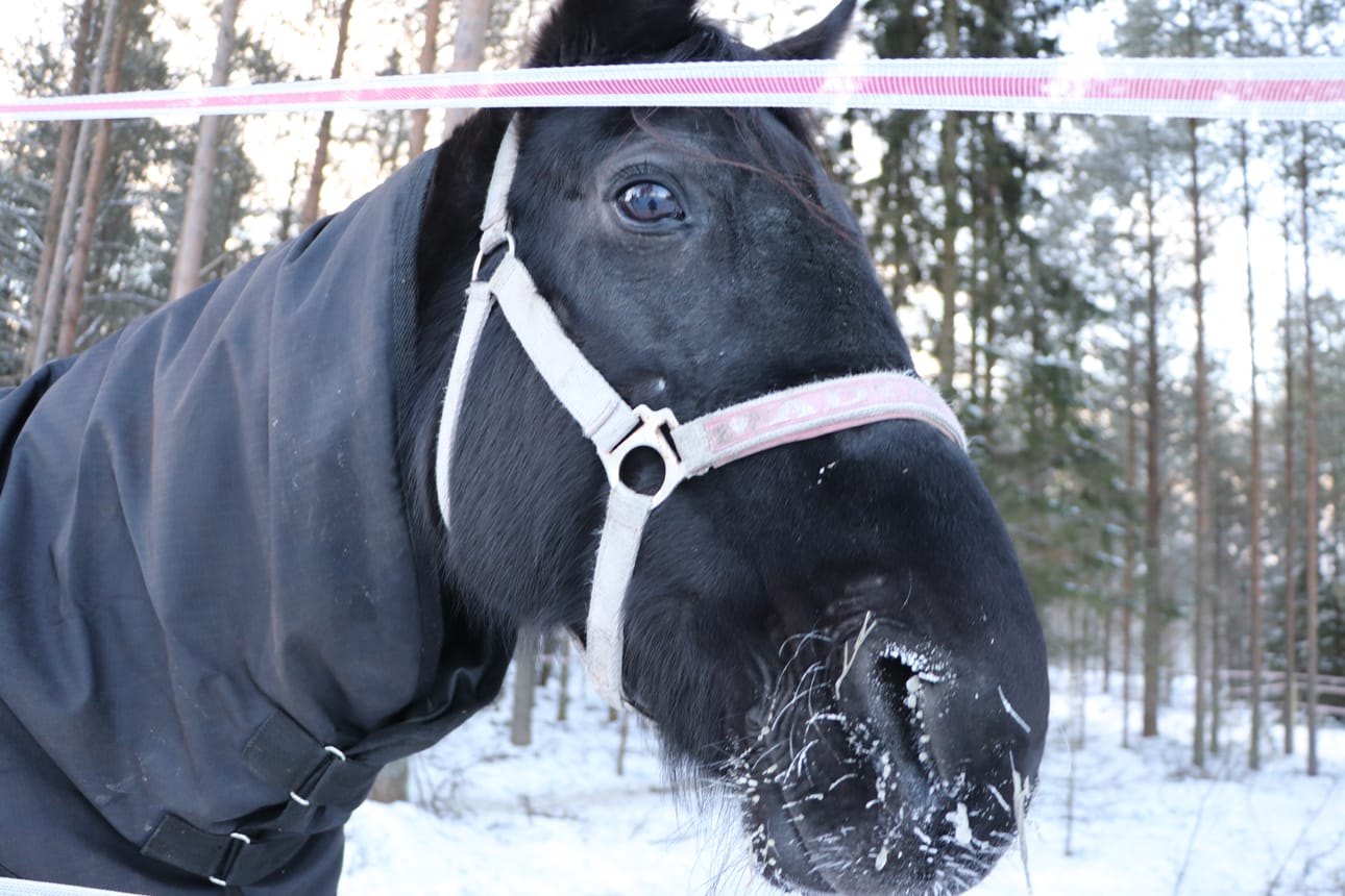 La Nette varsoo ensi kesänä. Ties minkämoinen menijä varsasta kehkeytyykään uusissa olosuhtessa.