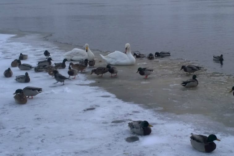 Tuiran kyhmyjoutsen sai perjantaina seuraa laulujoutsenesta.