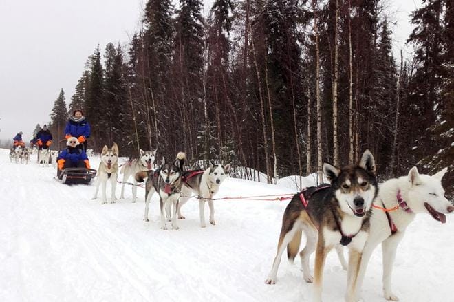 Rasmus toimii ”työnjohtajana” valjakkohommissa. Sen menettäminen olisi ollut omistajalle iso huoli monessa mielessä.
