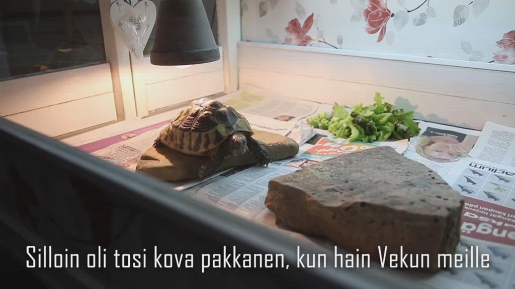 Vekku-kilpikonna