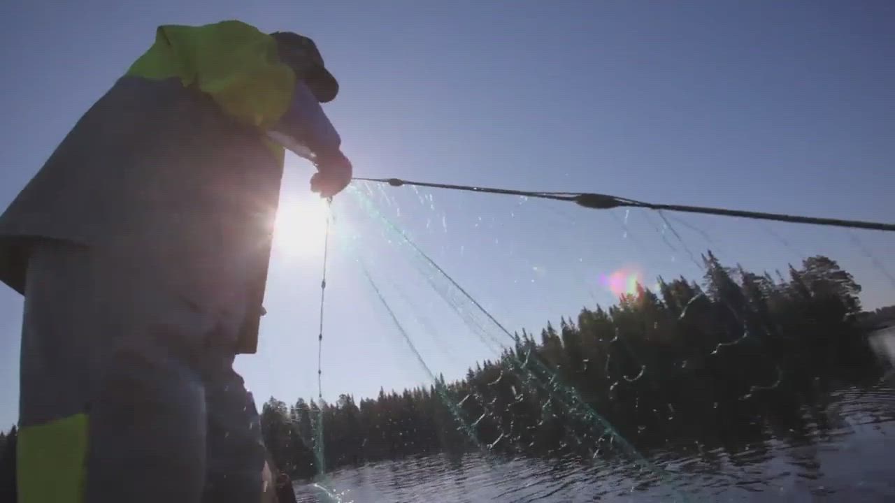 Kuhapotti Miekojärveltä