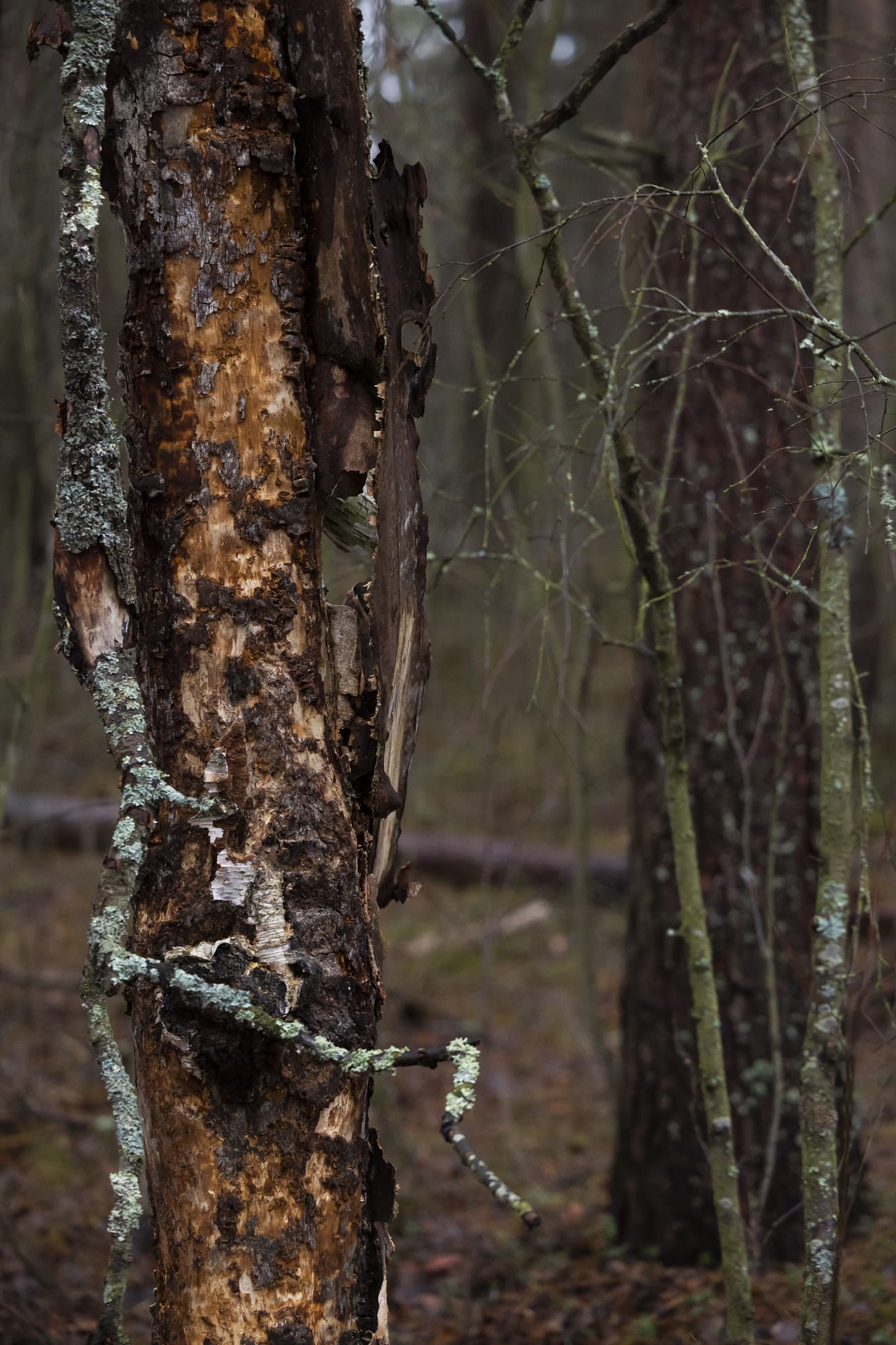 Sekä Metsähallituksen että Metsätalouden mielestä maalahopuun säästämisen tulee tarkoittaa vain maalahopuun keräämisen kieltämistä.