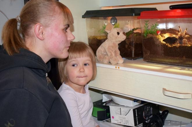 Vanessa Rantasalo, 4, seuraa usein silmä tarkkana, kun äiti Sarina Hakala hoitaa hämähäkkejään. Hämähäkkikammosta selvinnyt Hakala auttaa mielellään araknofoobikkoja pääsemään peloistaan. Kuvat: Katja Lahti