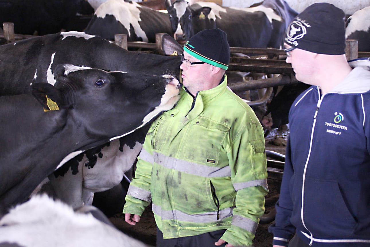 Mauri ja Eino Sammalkangas keskittyvät karjan ja maatilan hoitoon ja jättävät kyläilyt väliin. Viljelijöiden kannattaa pitää huolta itsestään ja perheestään, ettei koronatauti haittaa tilan toimintaa.