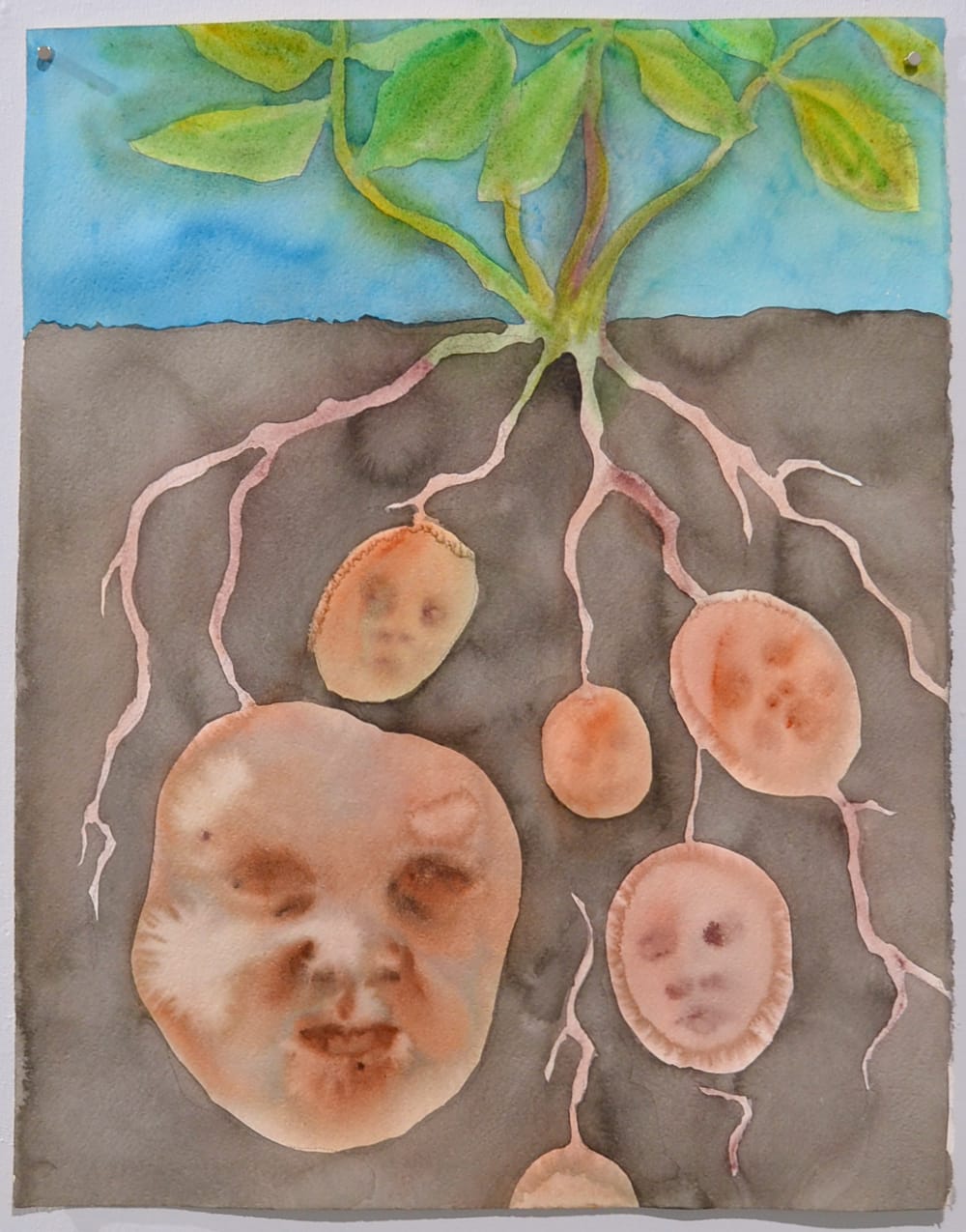 Anni Arffman: Mukulat, 2023, akvarelli paperille.