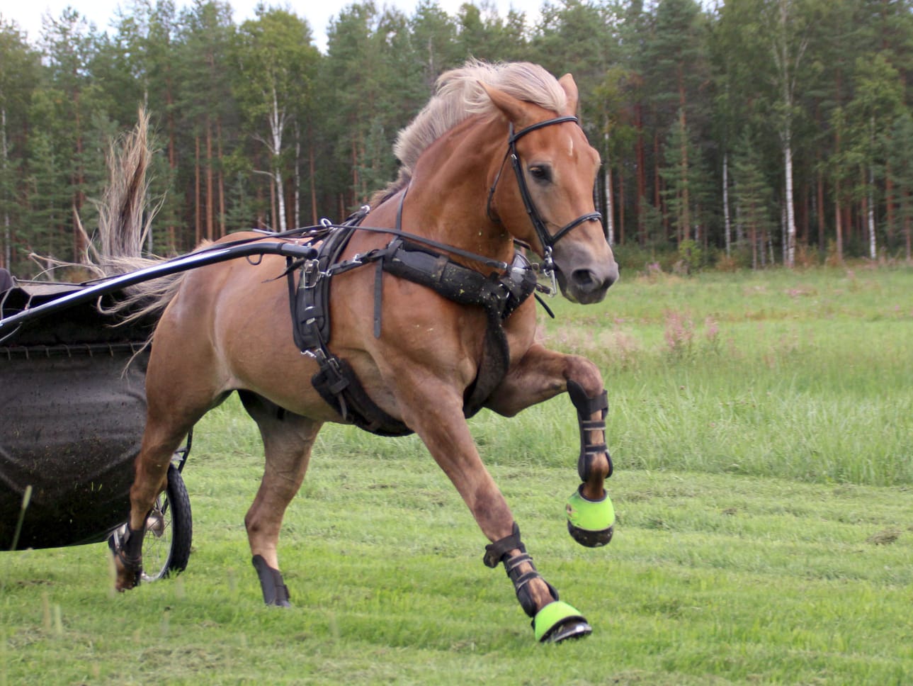 Kiitolaukkatreenit heinäpellolla ovat Ruhvanan Urhon mieleen.